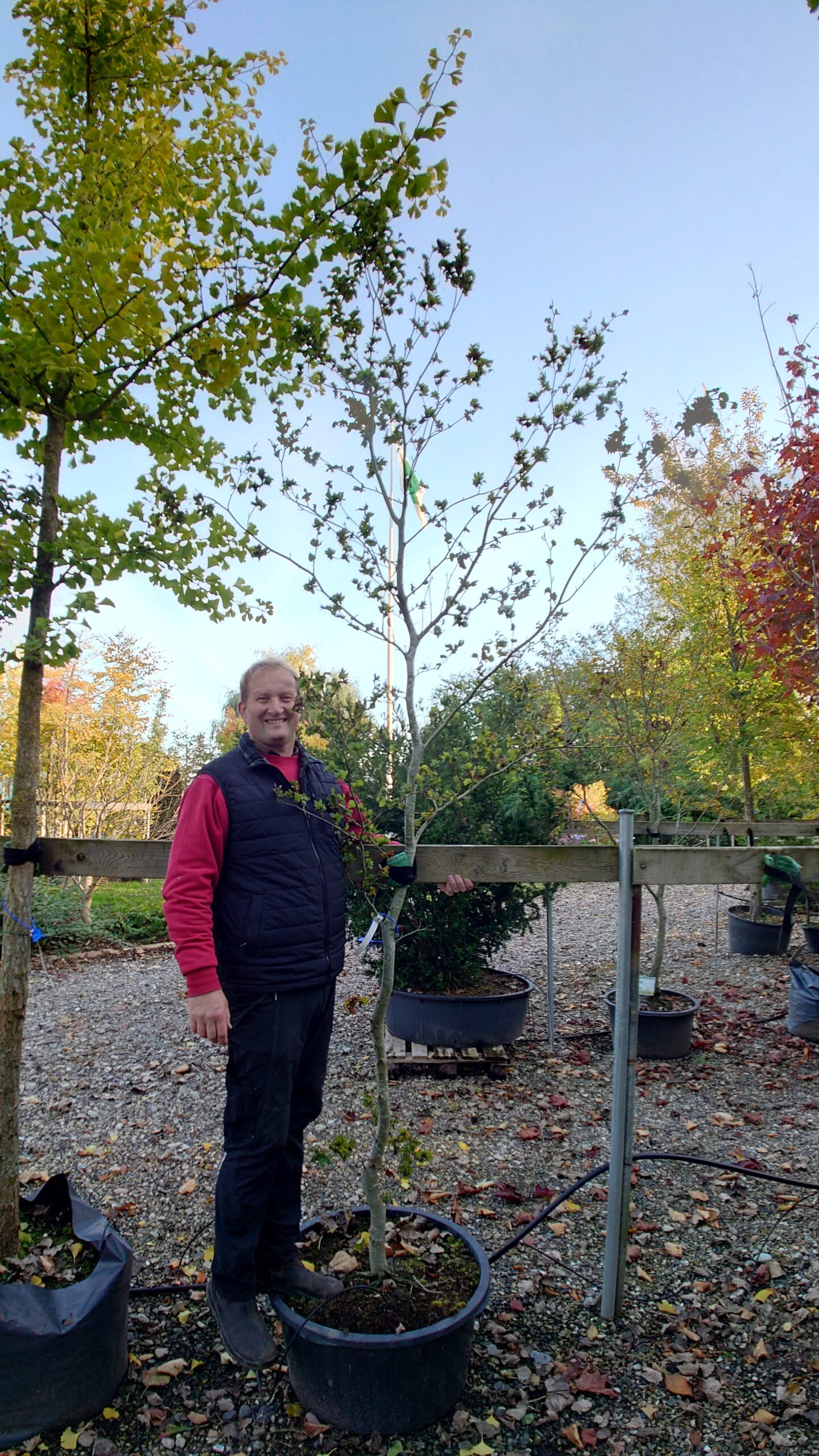 Krølbladet bøg (Fagus sylvatica 'Cristata')