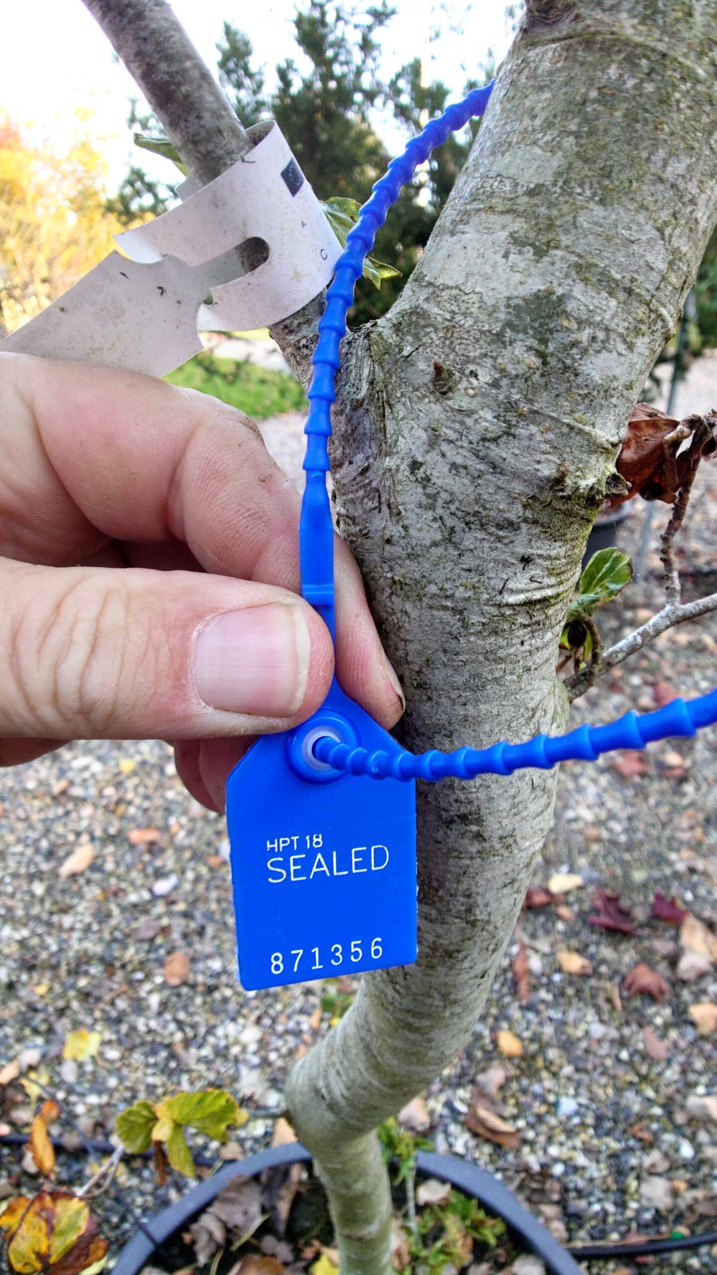 Krølbladet bøg (Fagus sylvatica 'Cristata') - Image 2