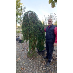 Hængegran (Picea abies 'Frohburg')