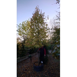 Småbladet lind (Tilia cordata 'Greenspire')