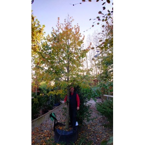 Småbladet lind (Tilia cordata 'Greenspire')