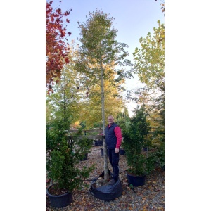 Småbladet lind (Tilia cordata 'Rancho')
