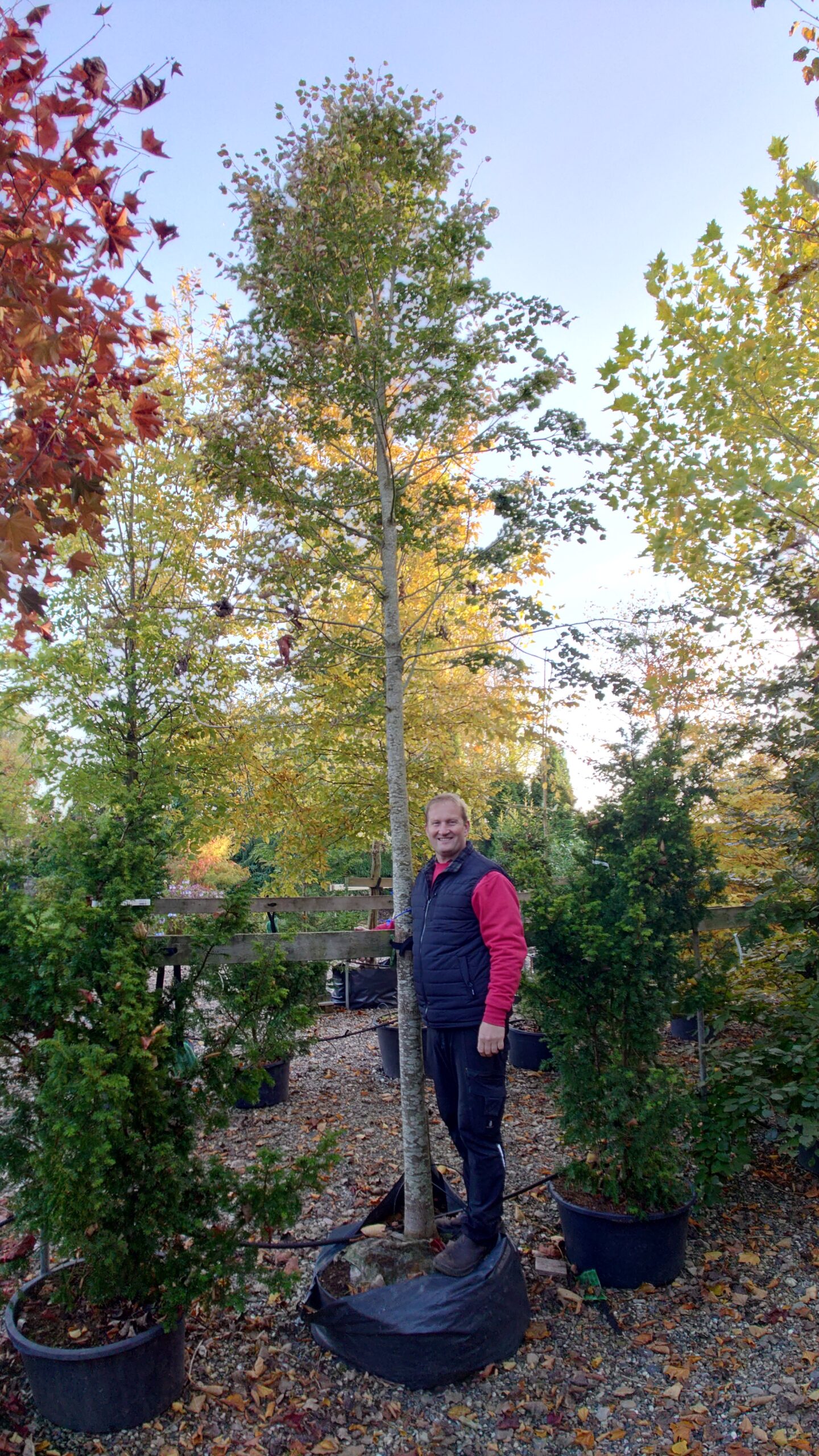Småbladet lind (Tilia cordata 'Rancho')