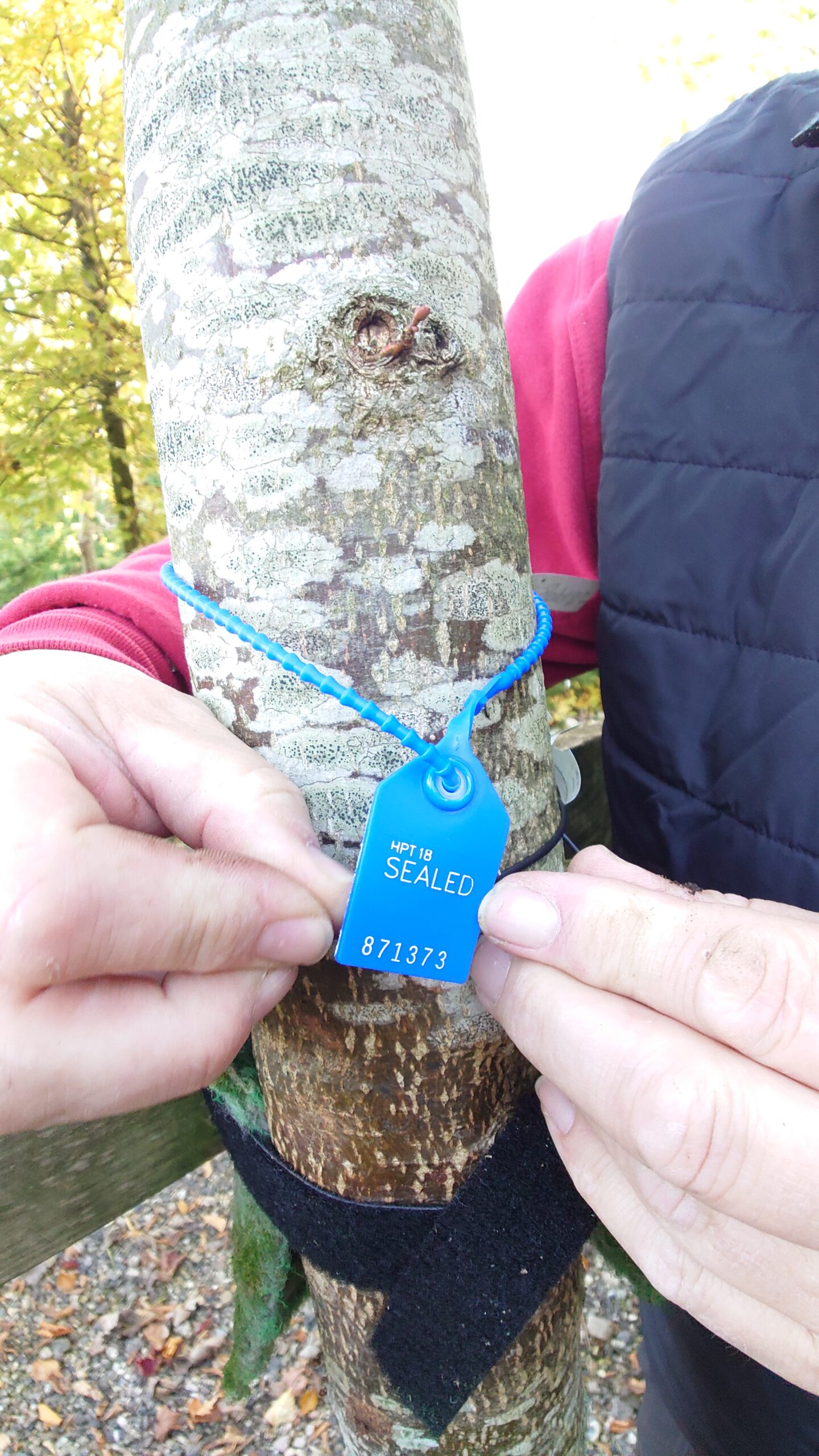 Småbladet lind (Tilia cordata 'Rancho') - Image 2