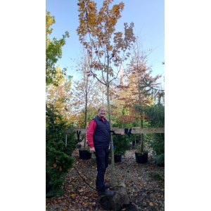 Rød-eg (Quercus rubra)
