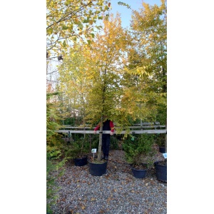 Avnbøg (Carpinus betulus)