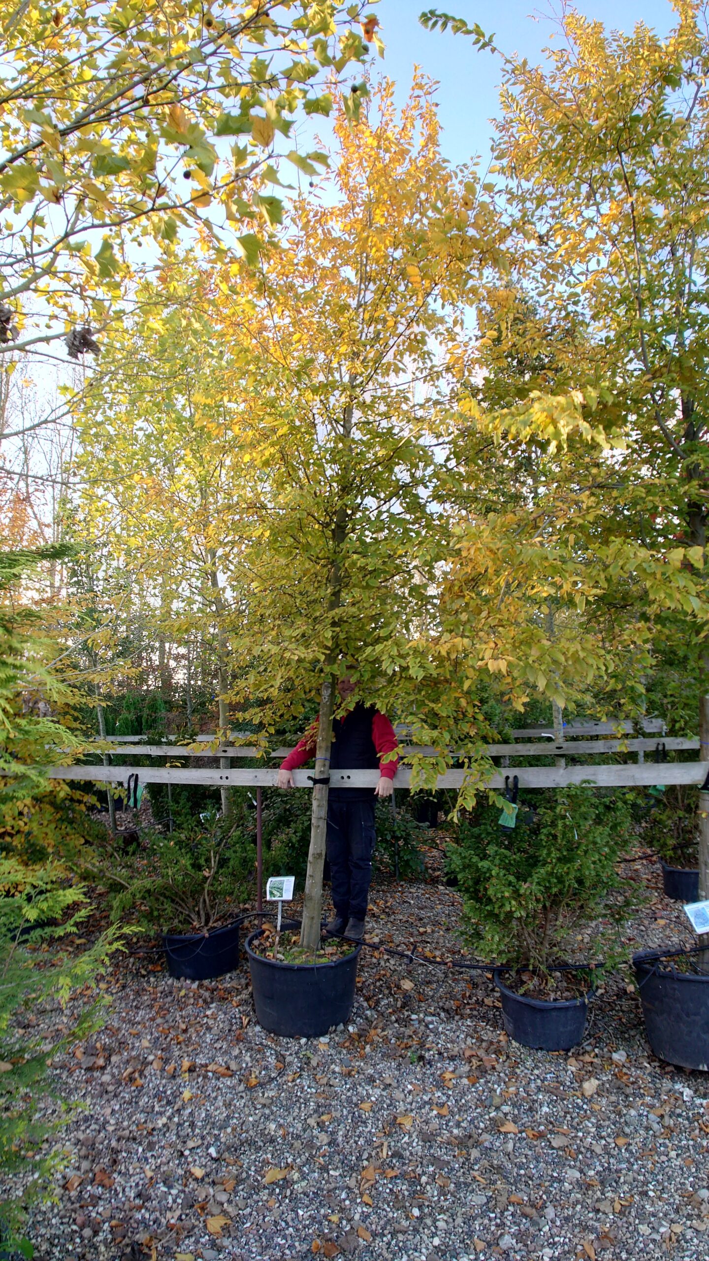 Avnbøg (Carpinus betulus)