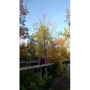Avnbøg (Carpinus betulus)