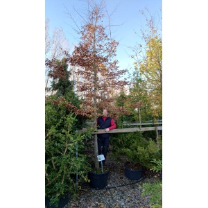 Avnbøg (Carpinus betulus)