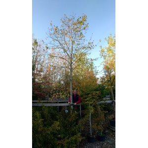 Kejserlind (Tilia europaea 'Pallida')
