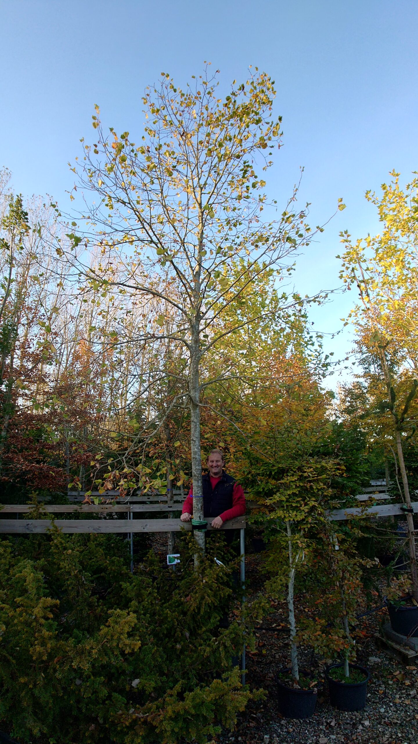 Kejserlind (Tilia europaea 'Pallida')