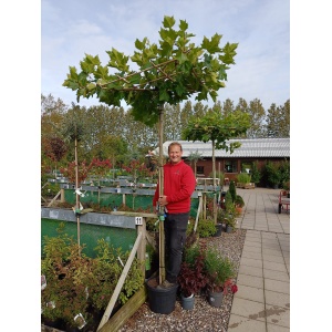 Platan (Platanus acerifolia)