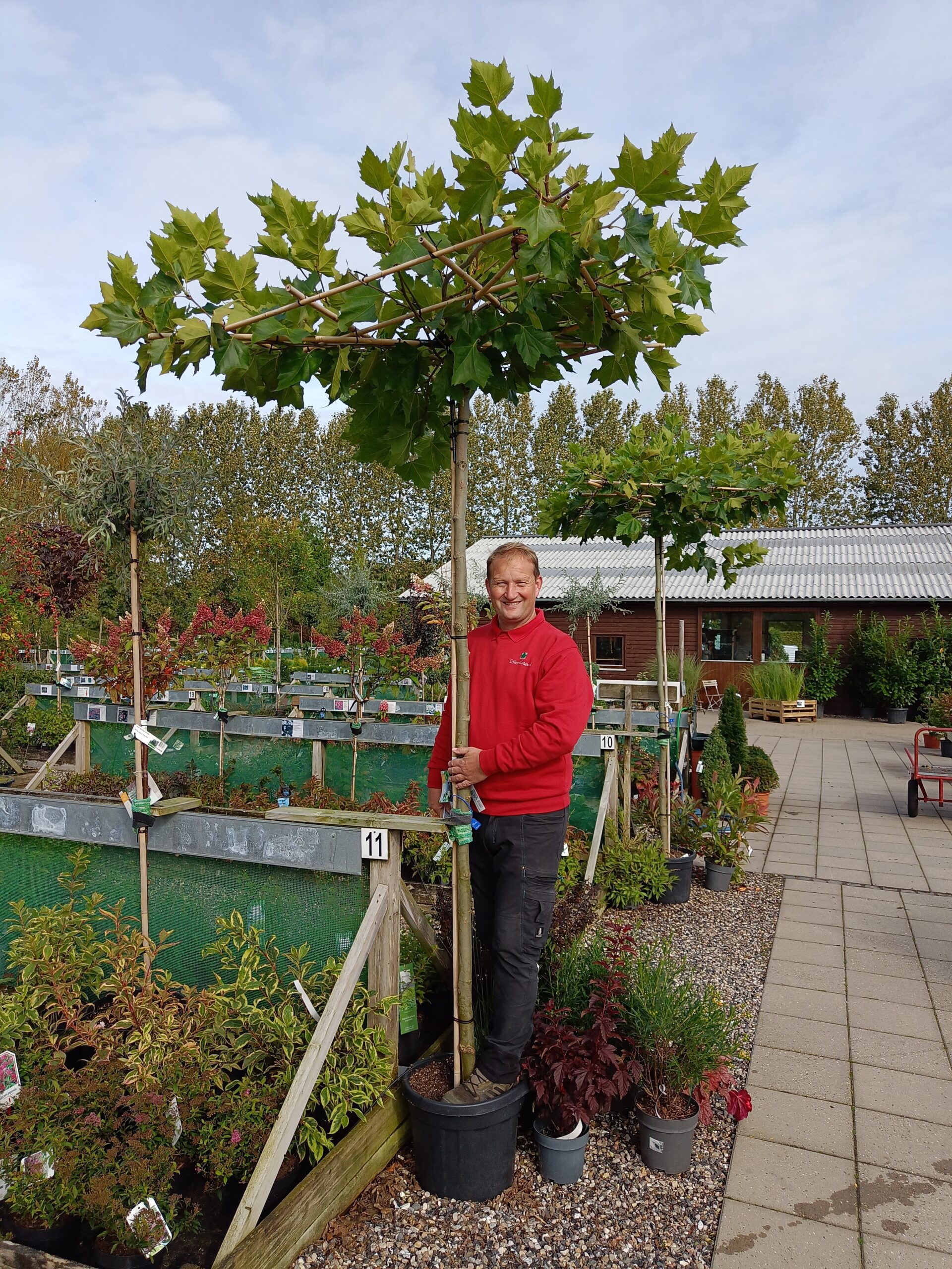Platan (Platanus acerifolia)