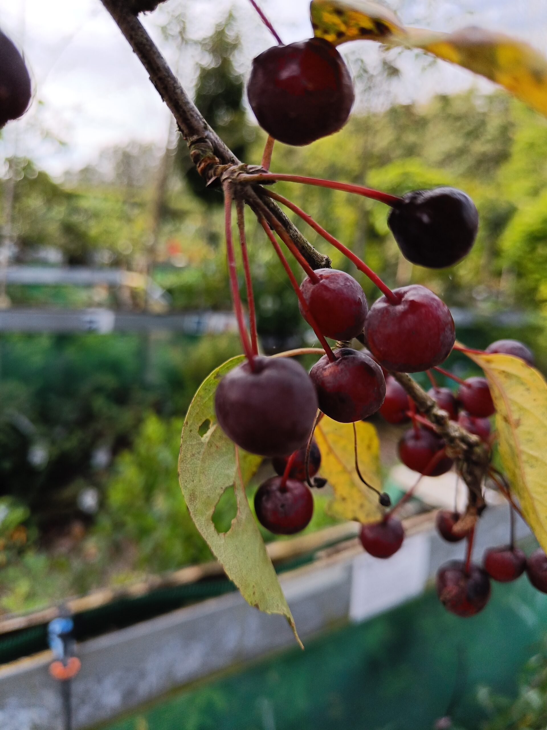 Paradisæble 'Street Parade' (Malus baccata) - Image 2