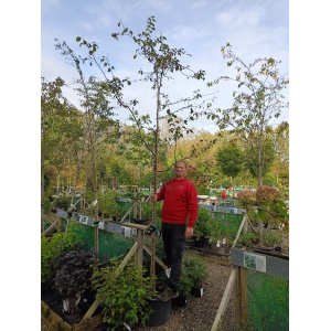 Paradisæble 'Professor Sprenger' (Malus baccata)