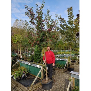 Paradisæble 'Red Sentinel (Malus robusta)
