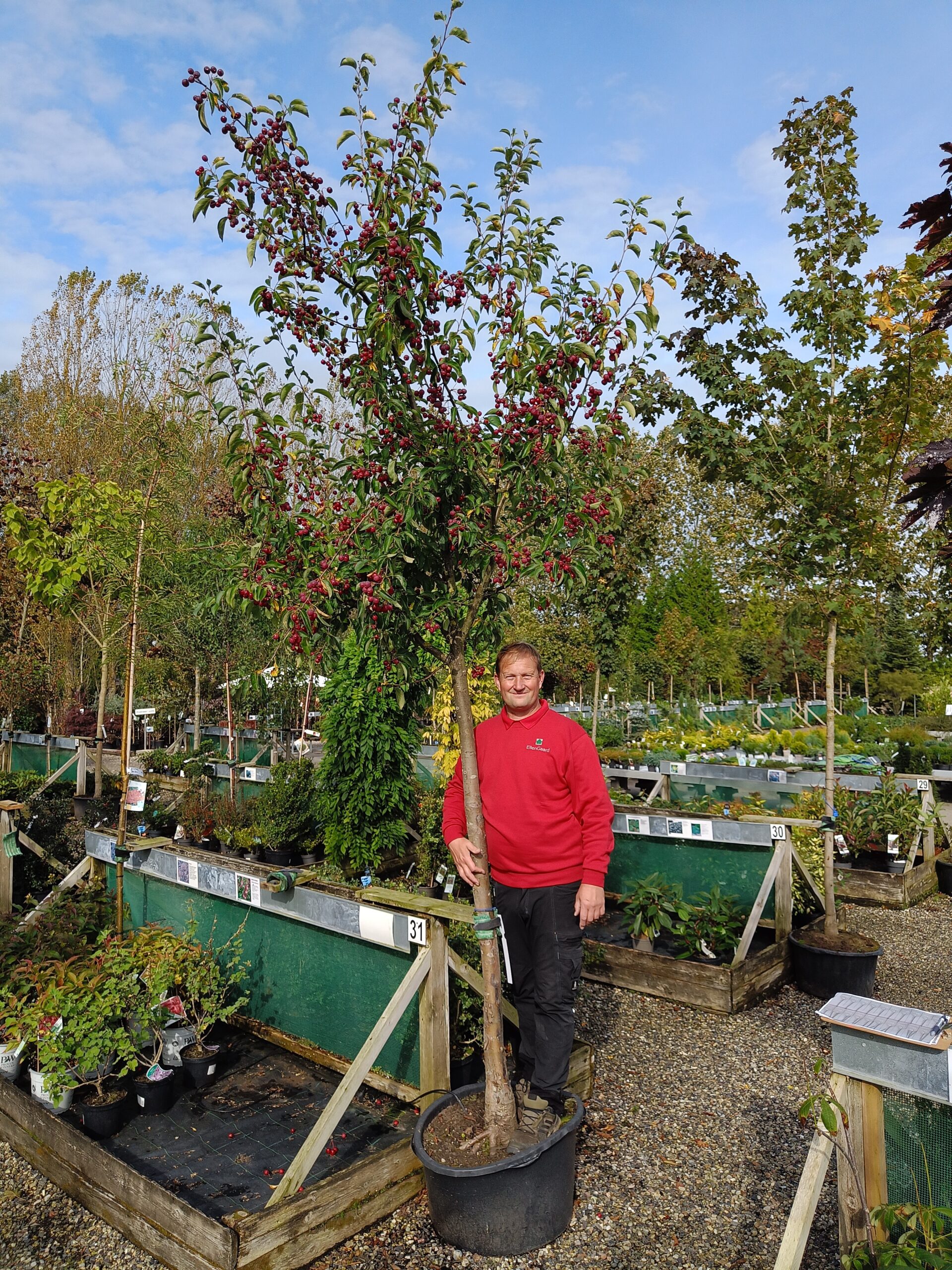 Paradisæble 'Red Sentinel (Malus robusta)