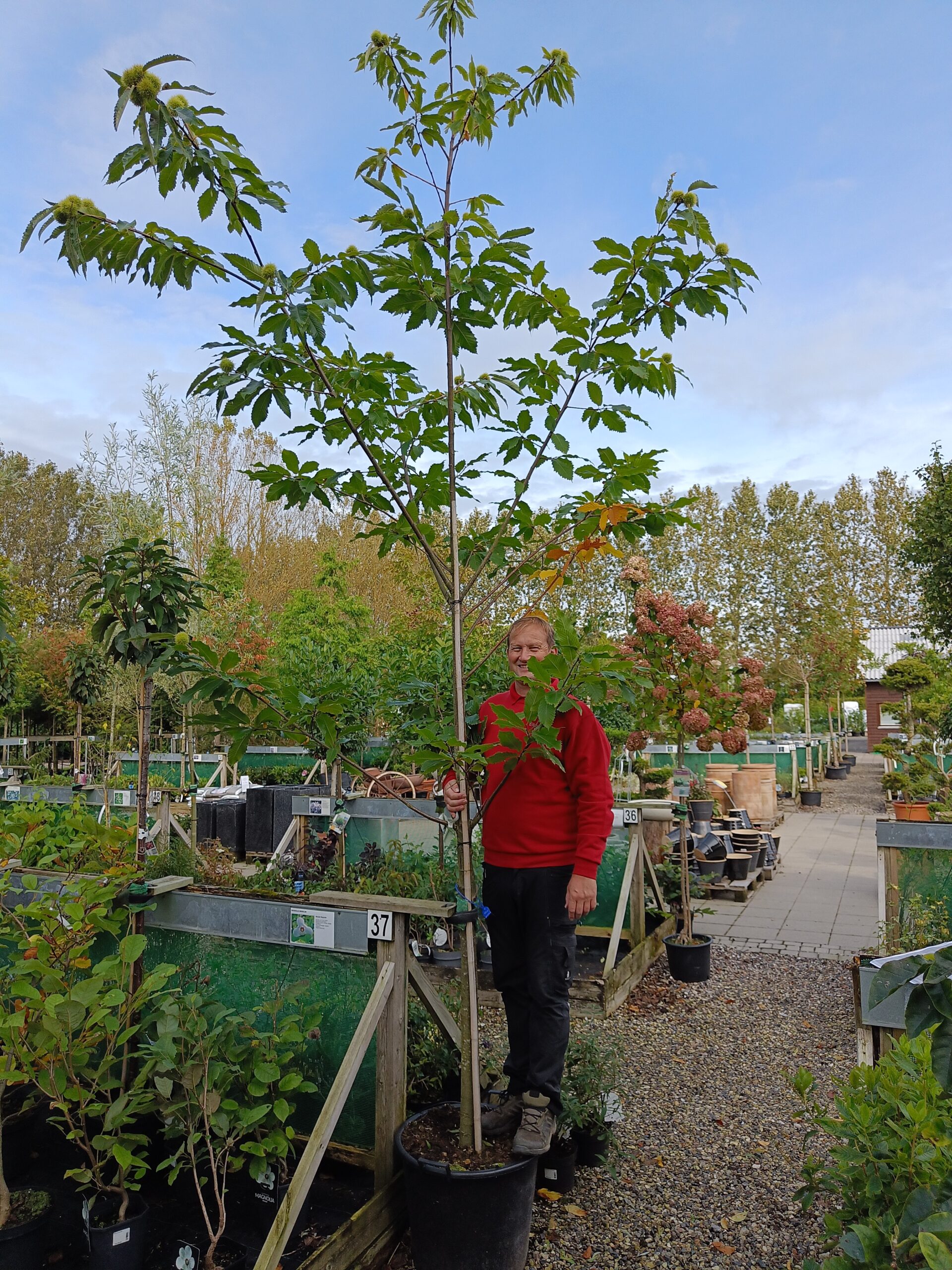 Ægte kastanje (Castanea sativa) - Image 2