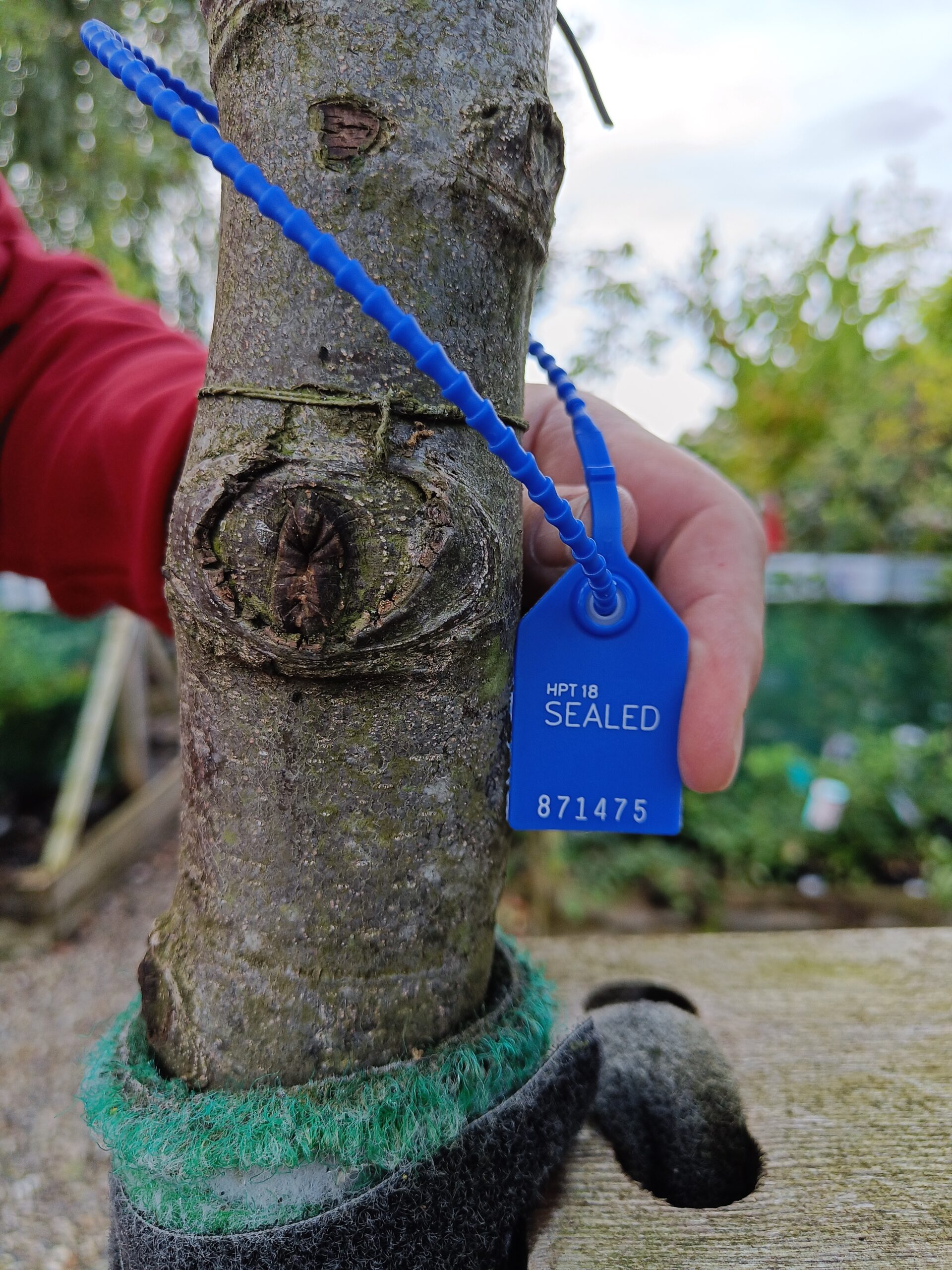 Ægte kastanje (Castanea sativa) - Image 3