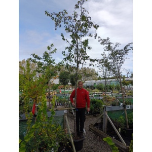Paradisæble 'Street Parade' (Malus baccata)