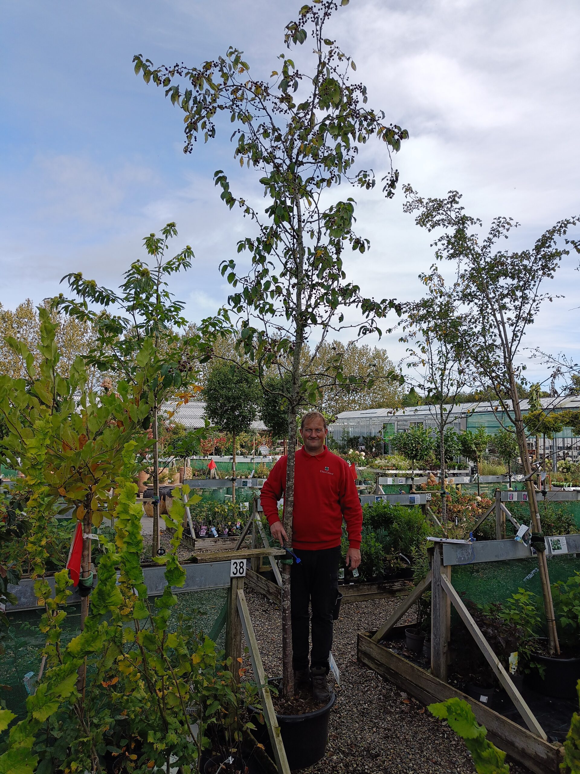 Paradisæble 'Street Parade' (Malus baccata)