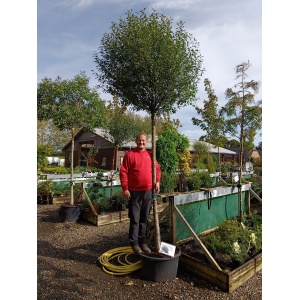Kuglekirsebær (Prunus x eminens 'Umbraculifera')