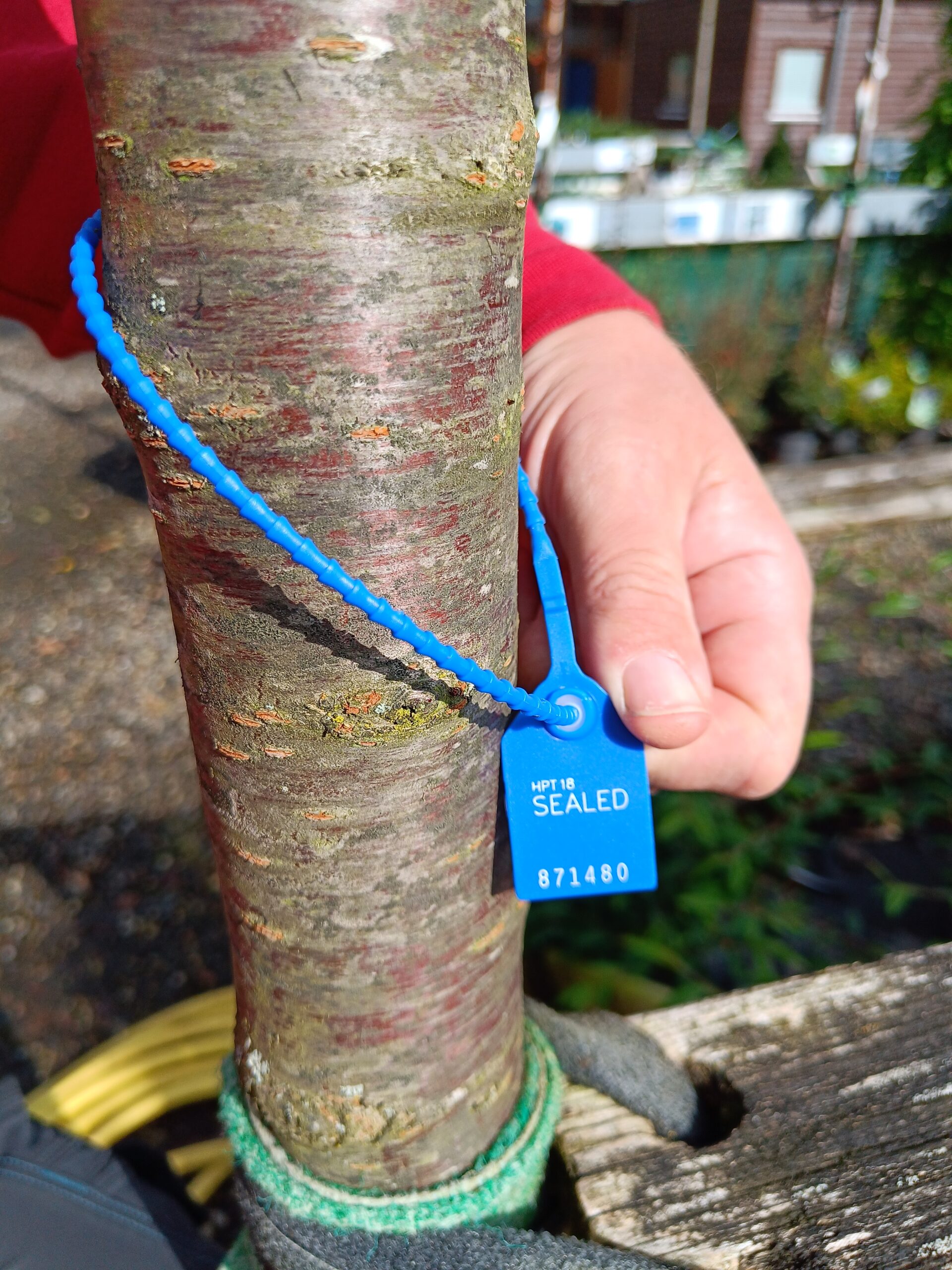 Kuglekirsebær (Prunus x eminens 'Umbraculifera') - Image 2