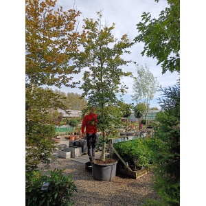 Bøg (Fagus sylvatica)