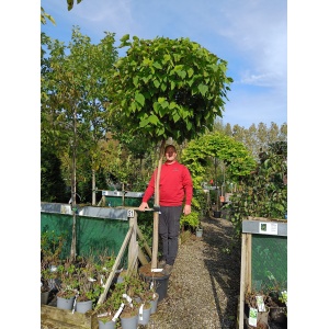 Opstammet Trompetkrone (Catalpa bignonioides)