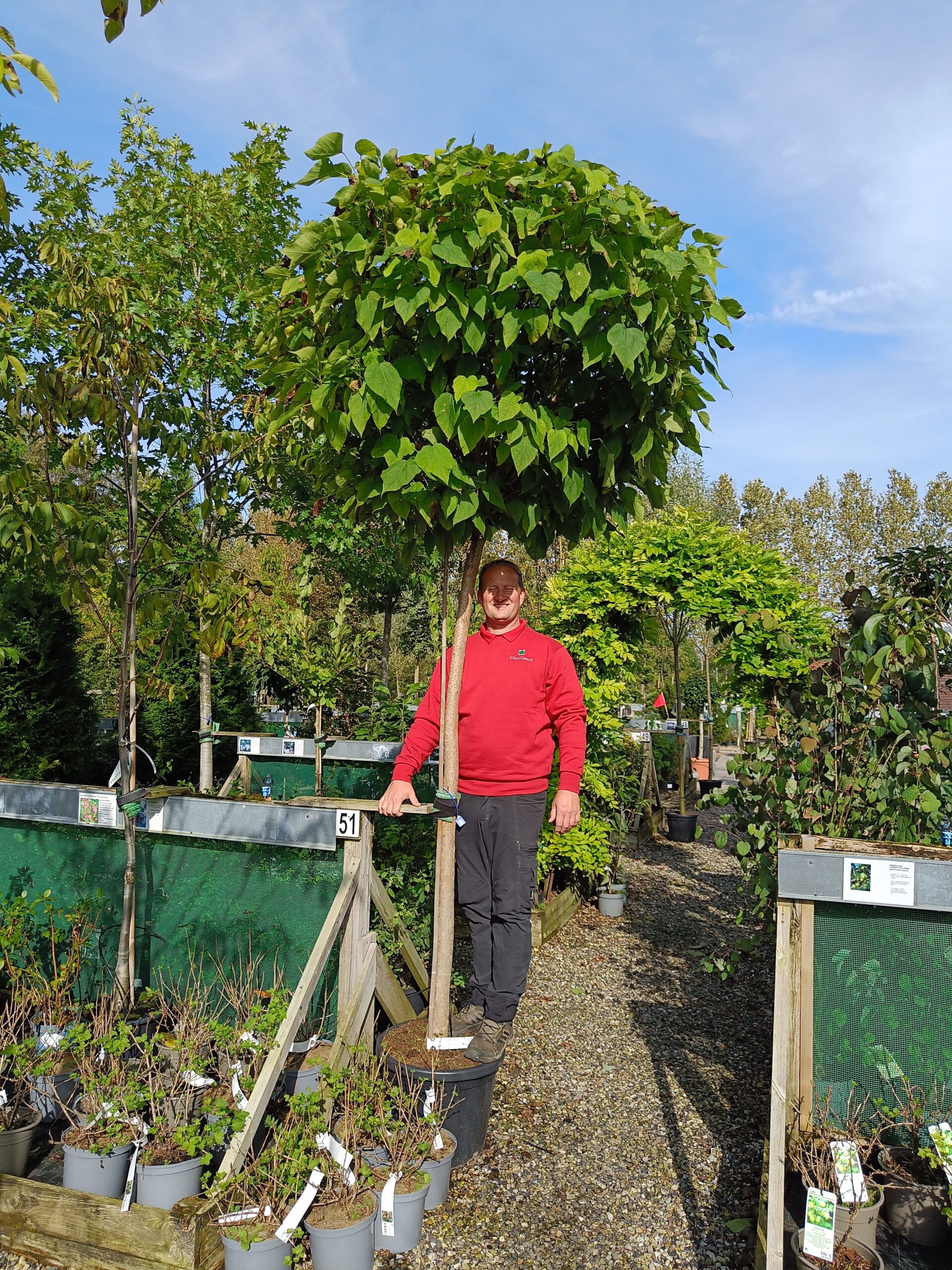 Opstammet Trompetkrone (Catalpa bignonioides)