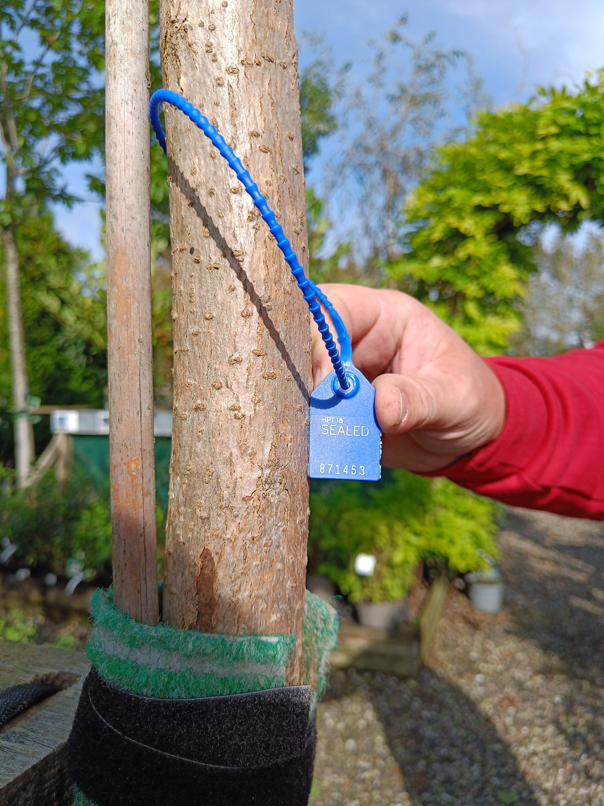 Opstammet Trompetkrone (Catalpa bignonioides) - Image 2