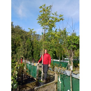 Valnød (Juglans regia)