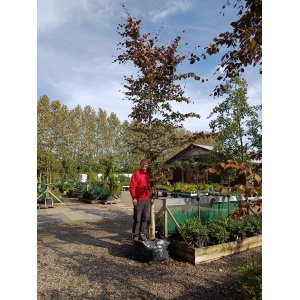 Rødbøg (Fagus sylvatica 'Purpureum')