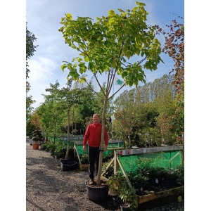 Gulbladet Trompetkrone (Catalpa bignonioides 'Aurea')