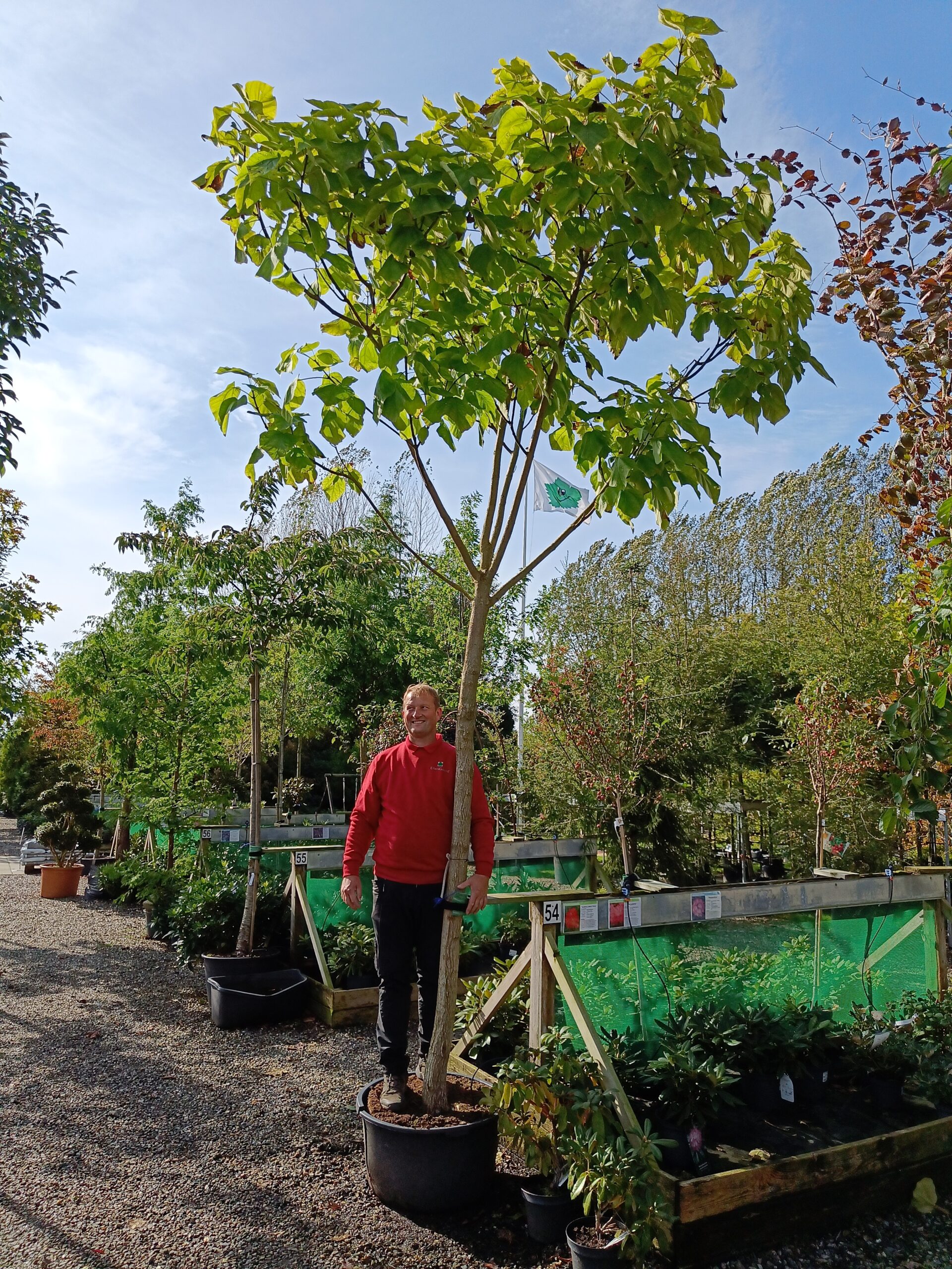 Gulbladet Trompetkrone (Catalpa bignonioides 'Aurea')