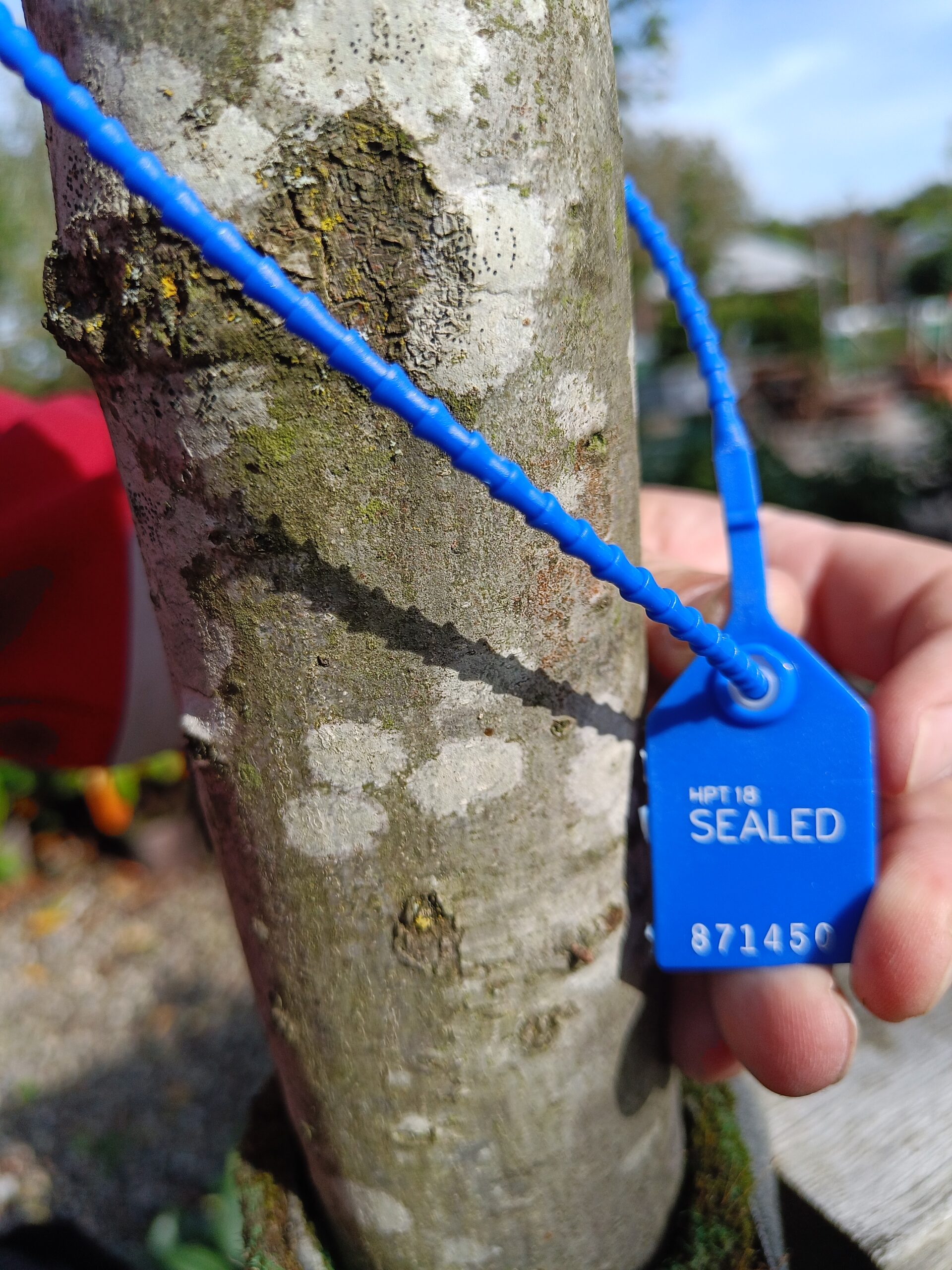 Rød-eg (Quercus rubra) - Image 2