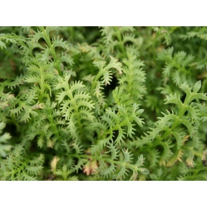Trædebregne (Leptinella squalida)