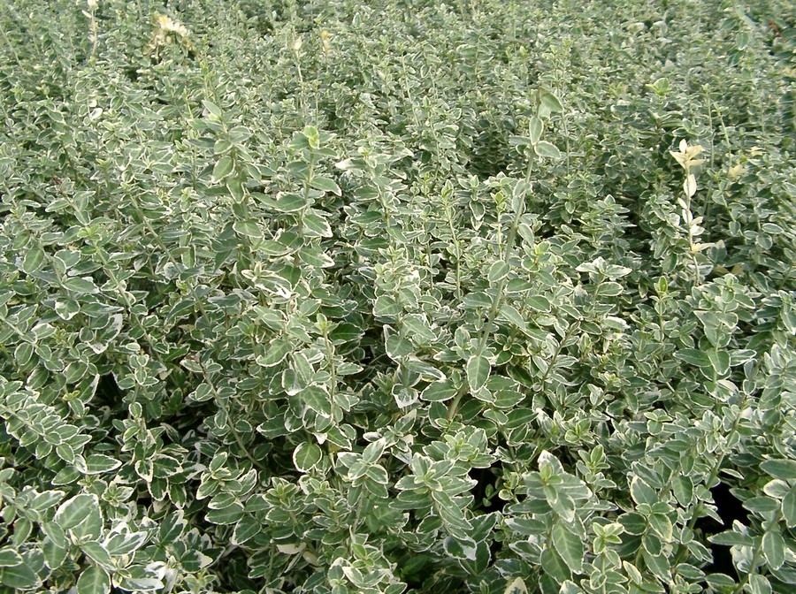 Krybende benved (Euonymus 'Emerald Gaity') - Image 2