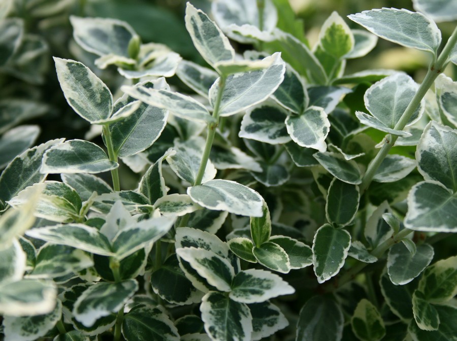 Krybende benved (Euonymus 'Emerald Gaity') - Image 3
