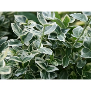 Krybende benved (Euonymus 'Emerald Gaity')