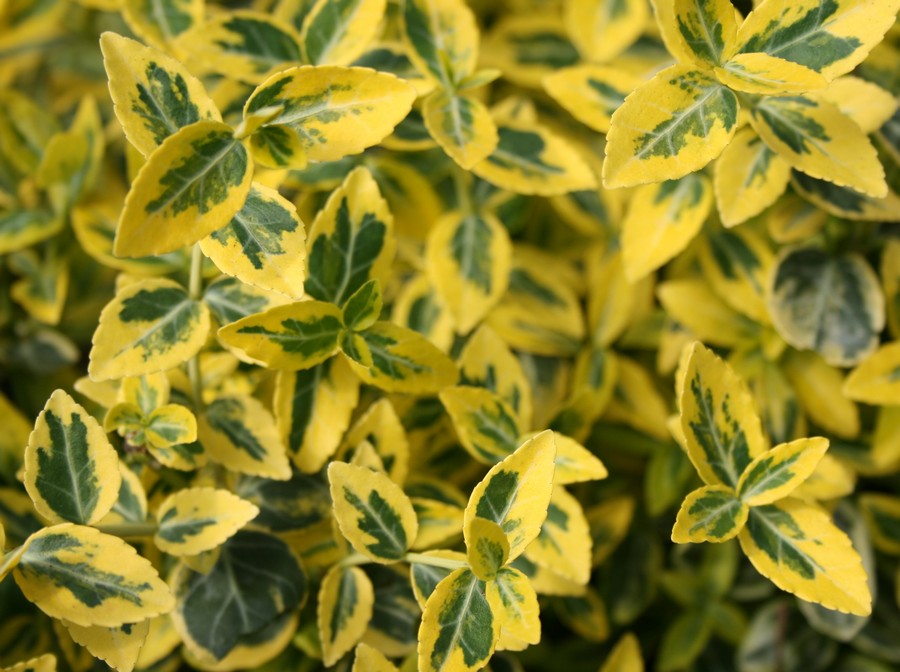 Krybende benved (Euonymus 'Emerald Gold') - Image 2