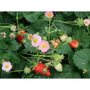 Prydjordbær (Fragaria 'Pink')