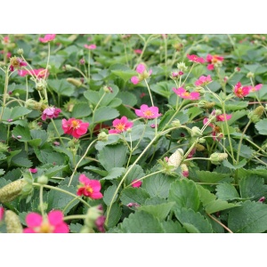 Prydjordbær (Fragaria 'Deep Rose')
