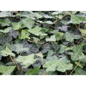 Efeu, småbladet (Hedera helix 'Hevil')