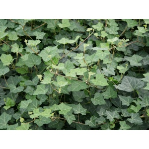 Efeu, Storbladet efeu (Hedera hibernica 'Hardy Cover')