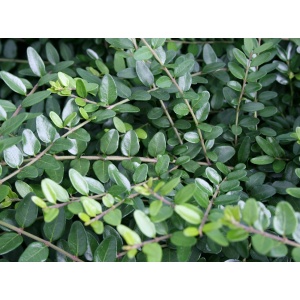 Myrte-gedeblad (Lonicera nitida 'Elegant')