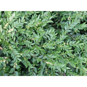 Myrtegedeblad, Liguster-gedeblad (Lonicera pileata)