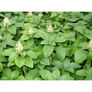 Vinterglans (Pachysandra 'Green Carpet')