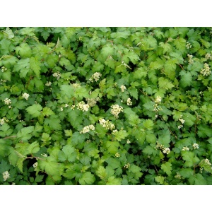 Kranstop (Stephanandra incisa 'Crispa')
