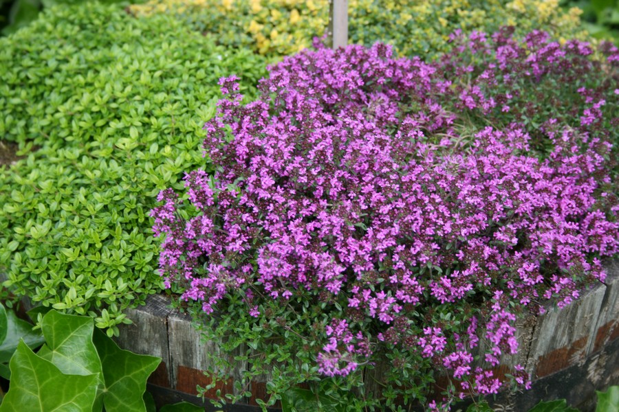 Timian Smalbladet / Krybende (Thymus praecox 'Coccineus') - Image 2